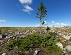sveriges äldsta träd