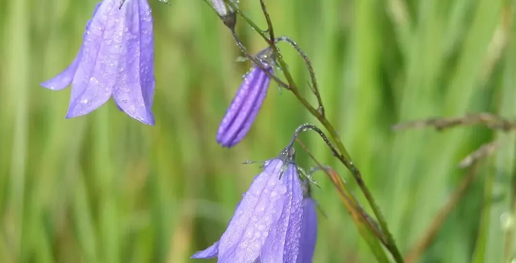 Sveriges nationalblomma