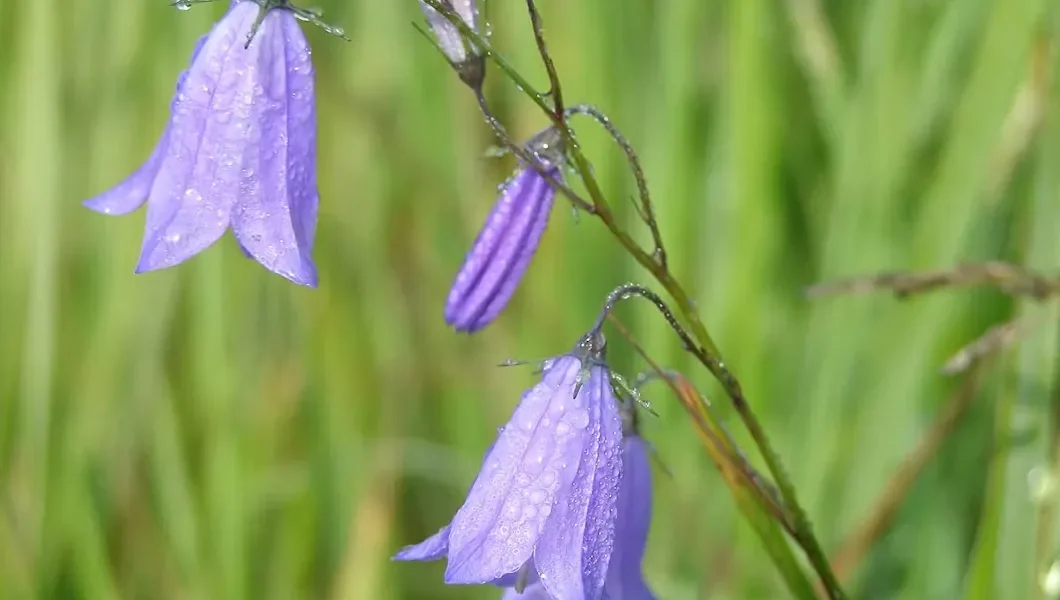 Sveriges nationalblomma
