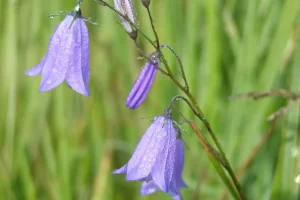 Sveriges nationalblomma